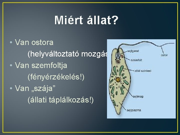 Miért állat? • Van ostora (helyváltoztató mozgás!) • Van szemfoltja (fényérzékelés!) • Van „szája”