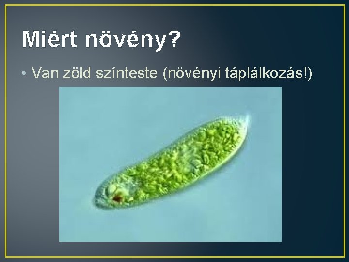 Miért növény? • Van zöld színteste (növényi táplálkozás!) 