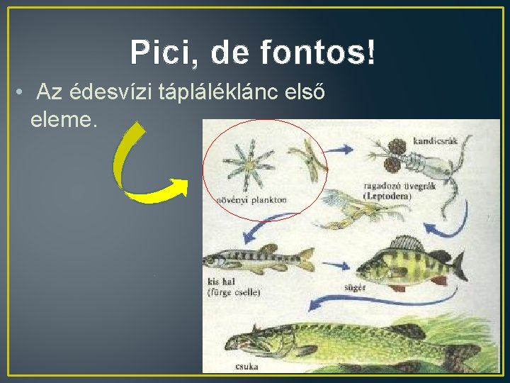 Pici, de fontos! • Az édesvízi tápláléklánc első eleme. 