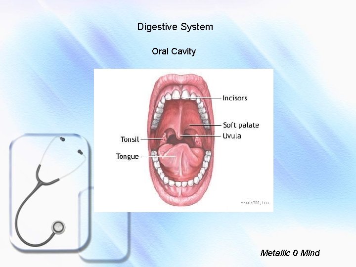 Digestive System Oral Cavity Metallic 0 Mind 