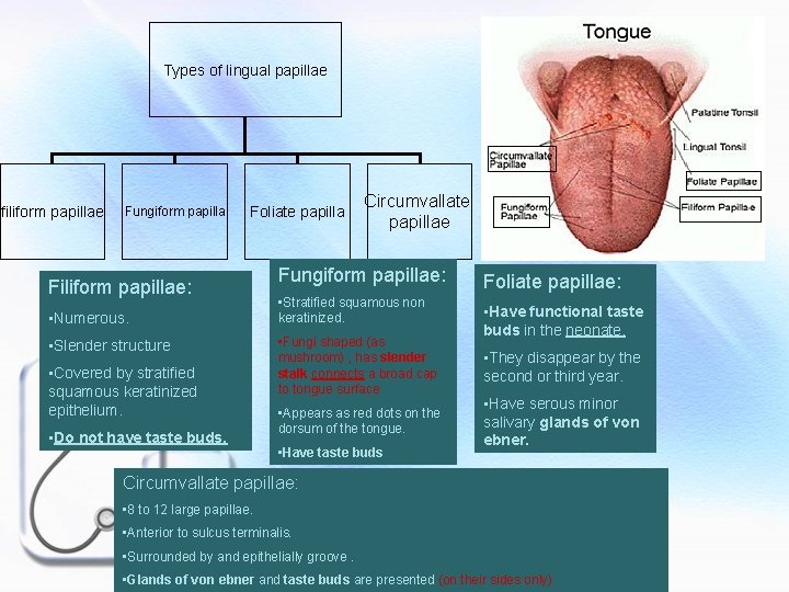 Types of lingual papillae filiform papillae Fungiform papilla Foliate papilla Filiform papillae: • Numerous.