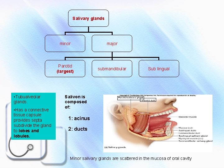 Salivary glands • Tubualveolar glands. • Has a connective tissue capsule provides septa subdivide