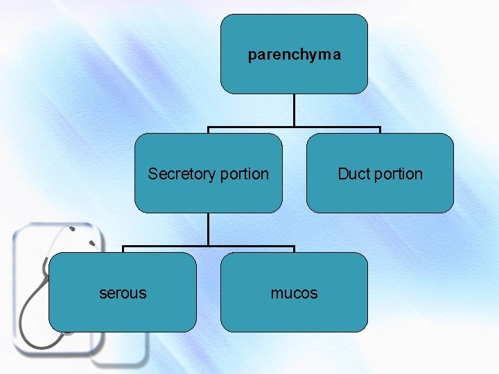 parenchyma Secretory portion serous Duct portion mucos 