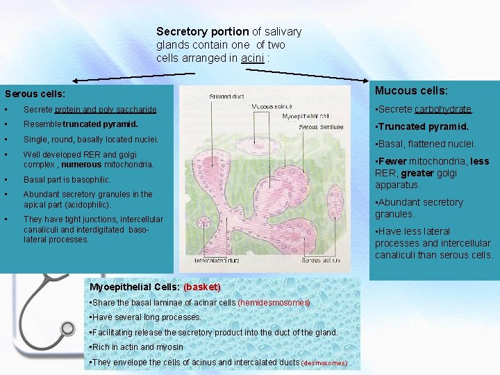 Secretory portion of salivary glands contain one of two cells arranged in acini :