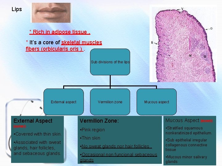 Lips * Rich in adipose tissue. * It’s a core of skeletal muscles fibers