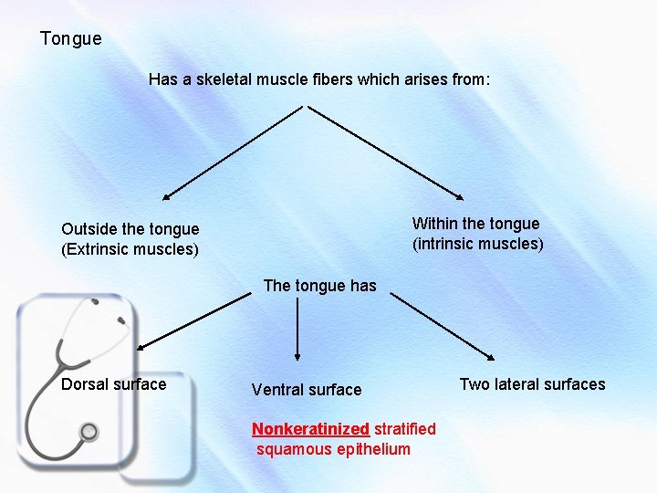 Tongue Has a skeletal muscle fibers which arises from: Within the tongue (intrinsic muscles)