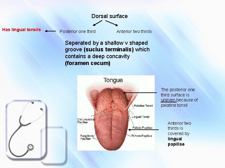 Dorsal surface Has lingual tonsils Posterior one third Anterior two thirds Seperated by a