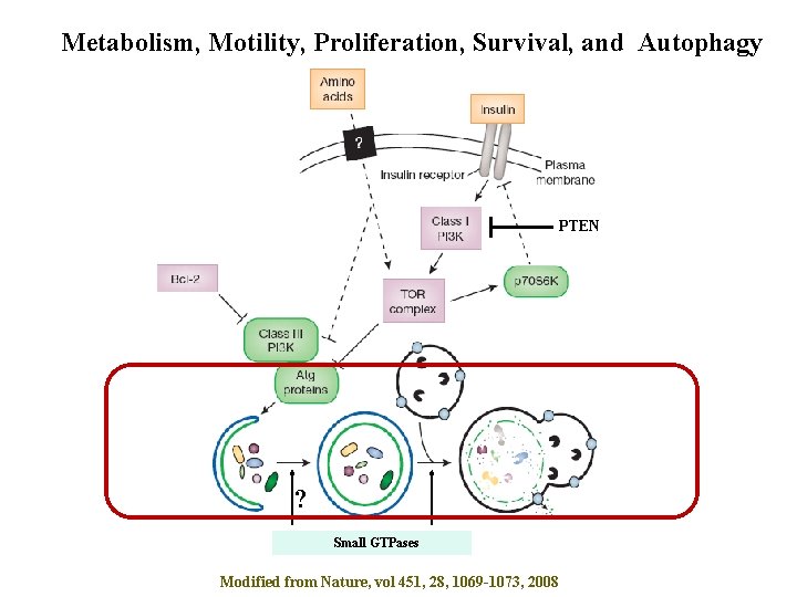 Metabolism, Motility, Proliferation, Survival, and Autophagy PTEN ? Small GTPases Modified from Nature, vol