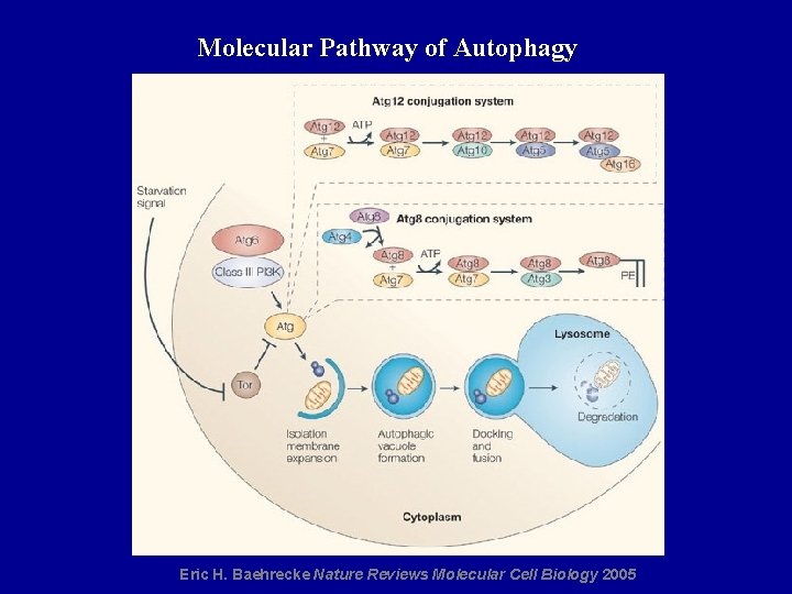 Molecular Pathway of Autophagy Eric H. Baehrecke Nature Reviews Molecular Cell Biology 2005 