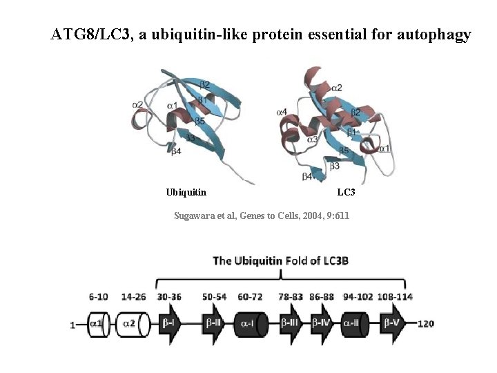ATG 8/LC 3, a ubiquitin-like protein essential for autophagy Ubiquitin LC 3 Sugawara et