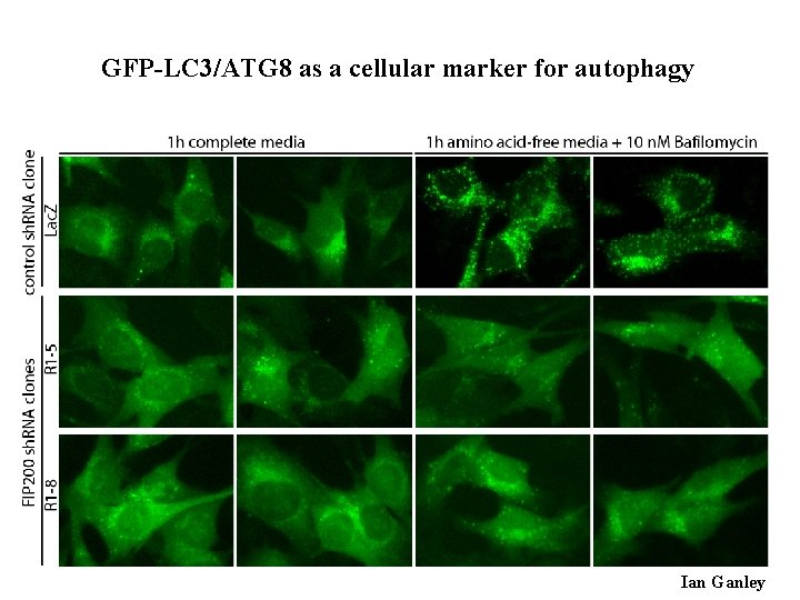 GFP-LC 3/ATG 8 as a cellular marker for autophagy Ian Ganley 