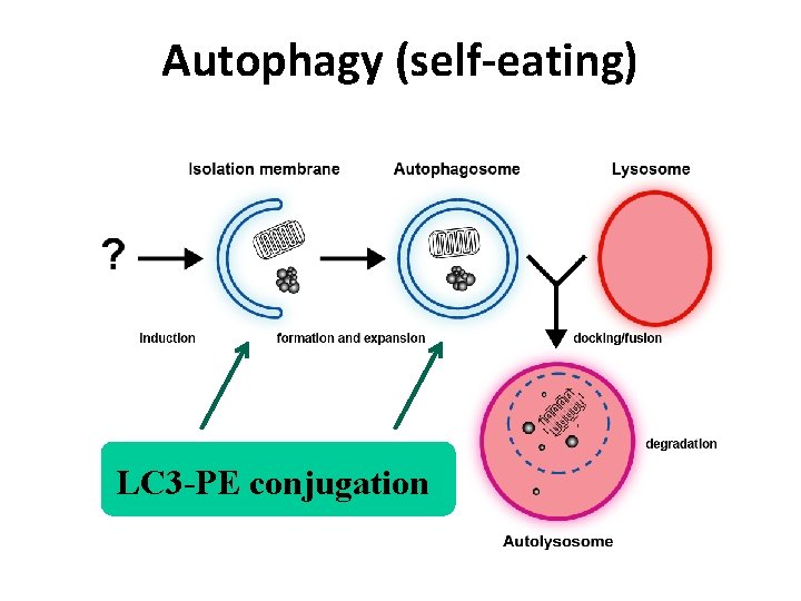 Autophagy (self-eating) LC 3 -PE conjugation 