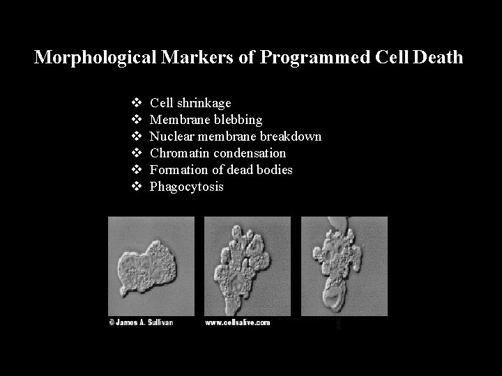 Morphological Markers of Programmed Cell Death v v v Cell shrinkage Membrane blebbing Nuclear