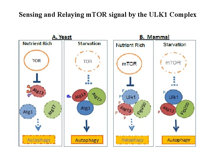 Sensing and Relaying m. TOR signal by the ULK 1 Complex 