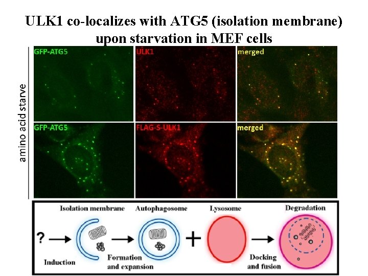 ULK 1 co-localizes with ATG 5 (isolation membrane) upon starvation in MEF cells 