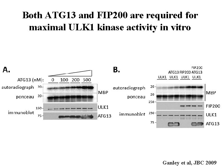 Both ATG 13 and FIP 200 are required for maximal ULK 1 kinase activity