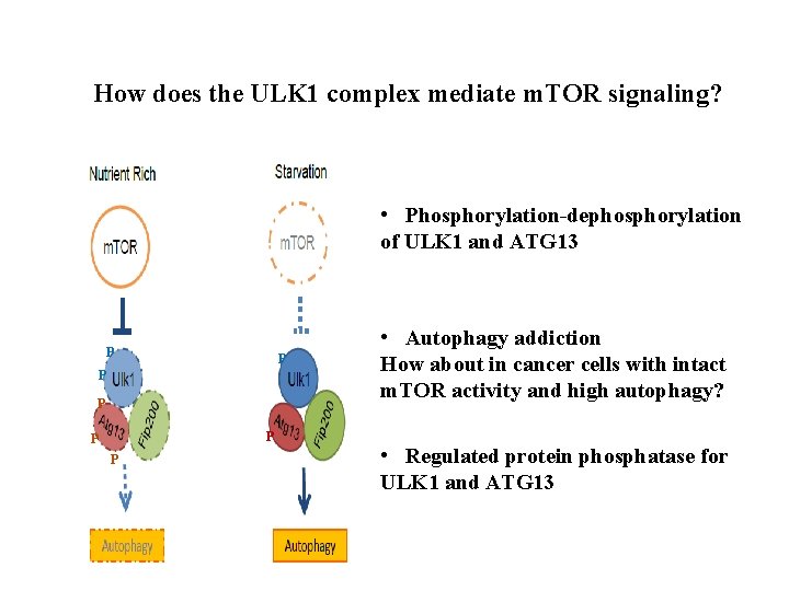 How does the ULK 1 complex mediate m. TOR signaling? • Phosphorylation-dephosphorylation of ULK