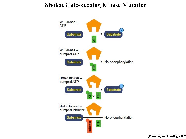 Shokat Gate-keeping Kinase Mutation (Manning and Cantley, 2002) 