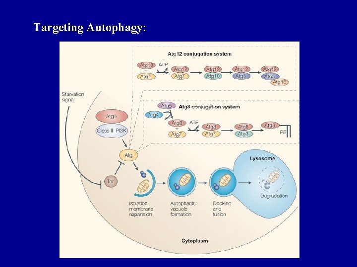 Targeting Autophagy: 