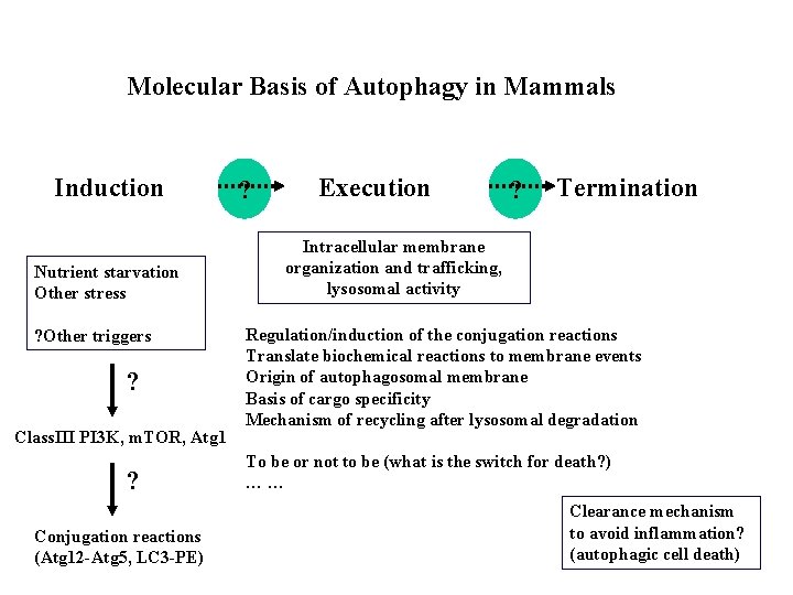 Molecular Basis of Autophagy in Mammals Induction Nutrient starvation Other stress ? Other triggers