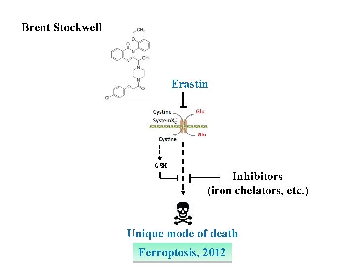 Brent Stockwell Erastin GSH Inhibitors (iron chelators, etc. ) Unique mode of death Ferroptosis,