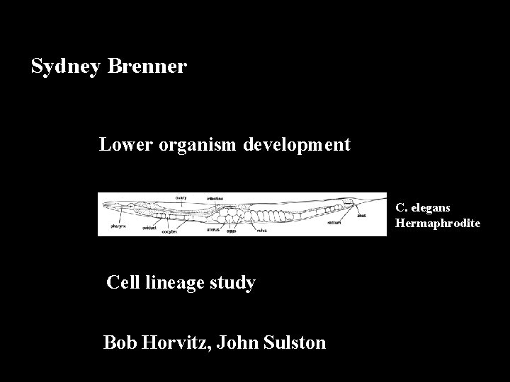 Sydney Brenner Lower organism development C. elegans Hermaphrodite Cell lineage study Bob Horvitz, John