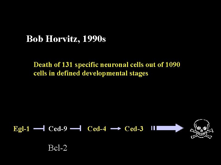 Bob Horvitz, 1990 s Death of 131 specific neuronal cells out of 1090 cells