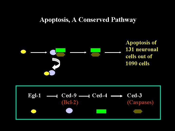 Apoptosis, A Conserved Pathway Apoptosis of 131 neuronal cells out of 1090 cells Egl-1