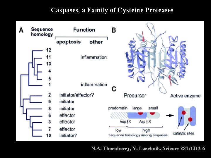 Caspases, a Family of Cysteine Proteases N. A. Thornberry, Y. Lazebnik. Science 281: 1312