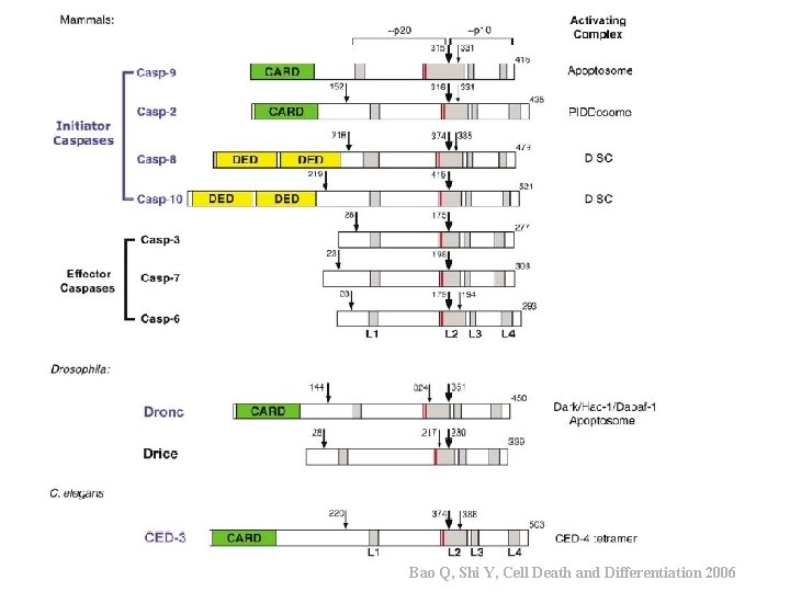 Bao Q, Shi Y, Cell Death and Differentiation 2006 