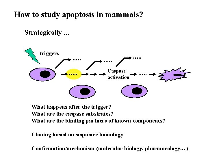 How to study apoptosis in mammals? Strategically … triggers Caspase activation What happens after