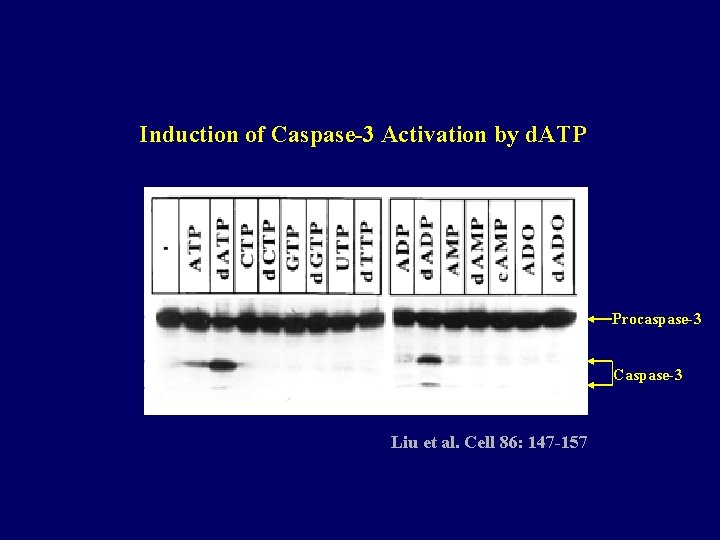 Induction of Caspase-3 Activation by d. ATP Procaspase-3 Caspase-3 Liu et al. Cell 86: