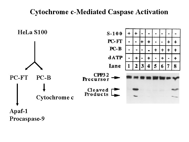 Cytochrome c-Mediated Caspase Activation He. La S 100 PC-FT PC-B Cytochrome c Apaf-1 Procaspase-9