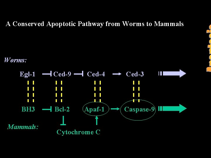A Conserved Apoptotic Pathway from Worms to Mammals Worms: Egl-1 Ced-9 Ced-4 Ced-3 BH