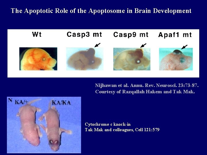 The Apoptotic Role of the Apoptosome in Brain Development Nijhawan et al. Annu. Rev.