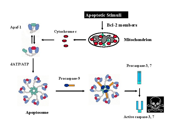 Apoptotic Stimuli Bcl-2 members Apaf-1 Cytochrome c Mitochondrion d. ATP/ATP Procaspase-3, 7 Procaspase-9 Apoptosome