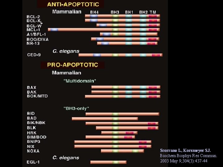 Scorrano L, Korsmeyer SJ. Biochem Biophys Res Commun. 2003 May 9; 304(3): 437 -44