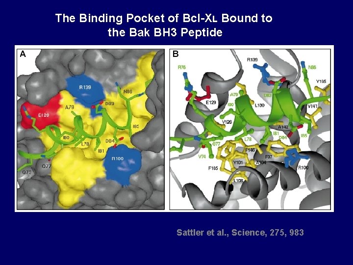 The Binding Pocket of Bcl-XL Bound to the Bak BH 3 Peptide Sattler et