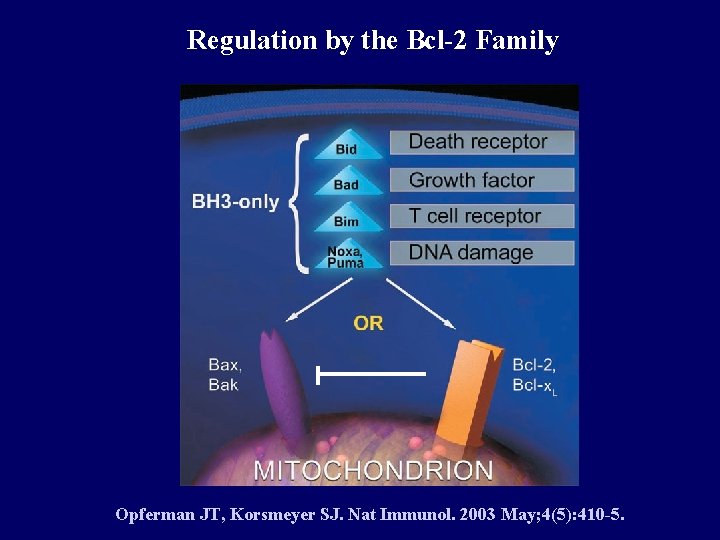 Regulation by the Bcl-2 Family Opferman JT, Korsmeyer SJ. Nat Immunol. 2003 May; 4(5):
