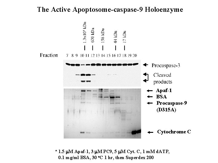 The Active Apoptosome-caspase-9 Holoenzyme Apaf-1 BSA Procaspase-9 (D 315 A) Cytochrome C * 1.