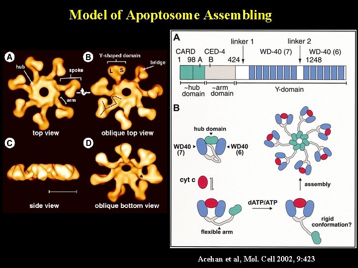 Model of Apoptosome Assembling Acehan et al, Mol. Cell 2002, 9: 423 