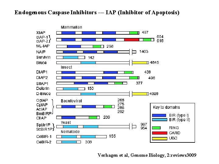Endogenous Caspase Inhibitors --- IAP (Inhibitor of Apoptosis) Verhagen et al, Genome Biology, 2: