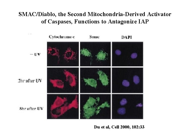 SMAC/Diablo, the Second Mitochondria-Derived Activator of Caspases, Functions to Antagonize IAP Du et al,