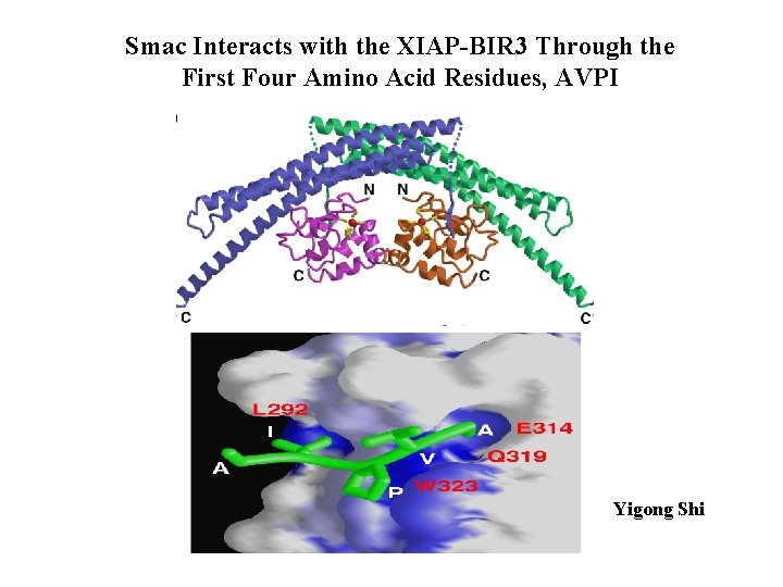 Smac Interacts with the XIAP-BIR 3 Through the First Four Amino Acid Residues, AVPI