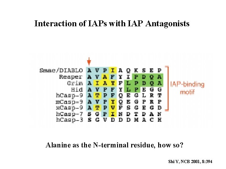 Interaction of IAPs with IAP Antagonists Alanine as the N-terminal residue, how so? Shi