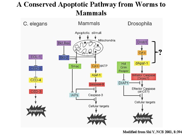 A Conserved Apoptotic Pathway from Worms to Mammals ? Modified from Shi Y, NCB