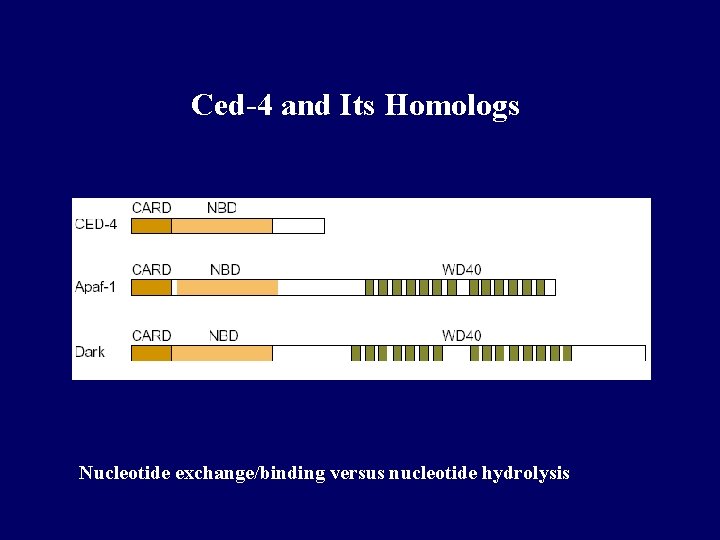 Ced-4 and Its Homologs Nucleotide exchange/binding versus nucleotide hydrolysis 