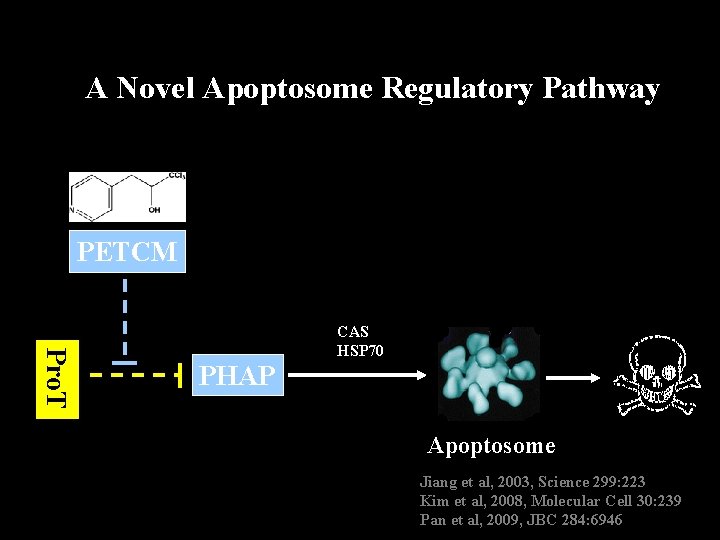 A Novel Apoptosome Regulatory Pathway PETCM Pro. T PHAP CAS HSP 70 Apoptosome Jiang