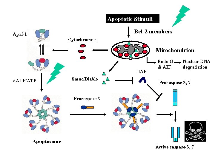 Apoptotic Stimuli Bcl-2 members Apaf-1 Cytochrome c Mitochondrion IAP d. ATP/ATP Smac/Diablo Endo G