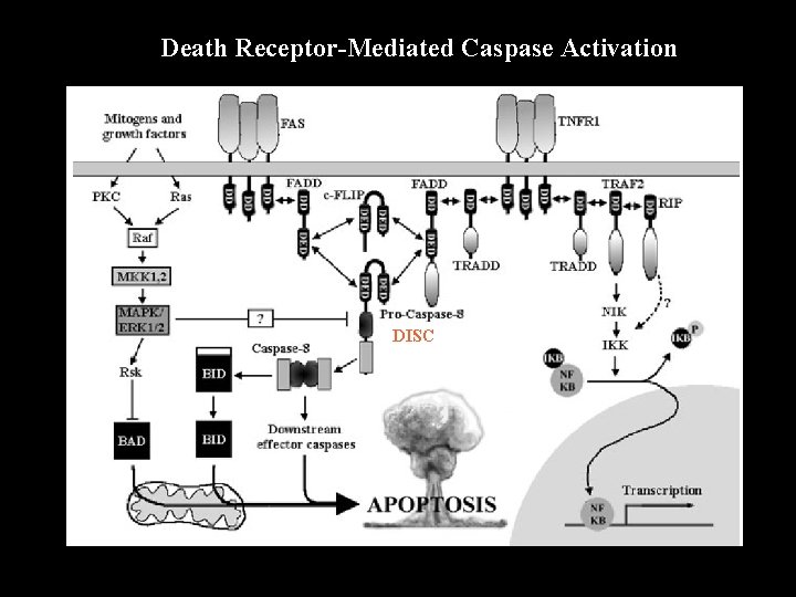 Death Receptor-Mediated Caspase Activation DISC 